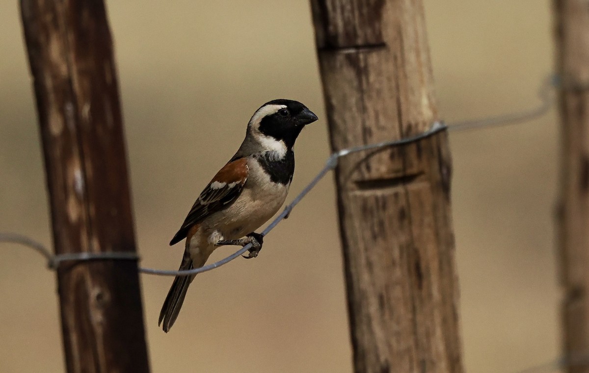 Cape Sparrow - ML644330238