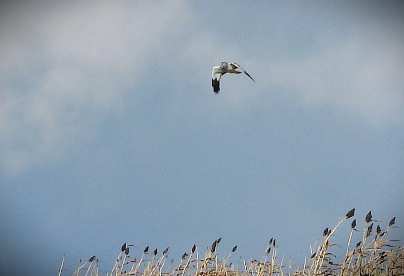 ハイイロチュウヒ - ML644330249