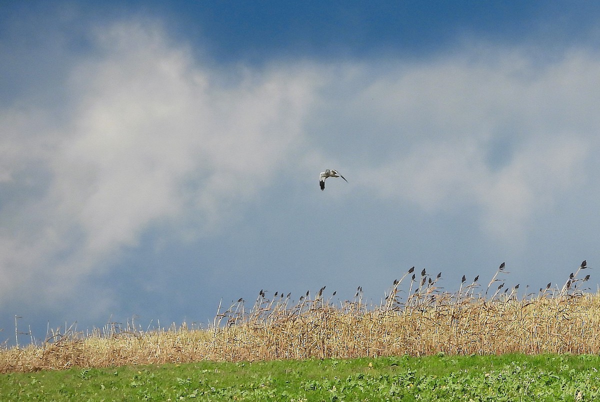 ハイイロチュウヒ - ML644330250