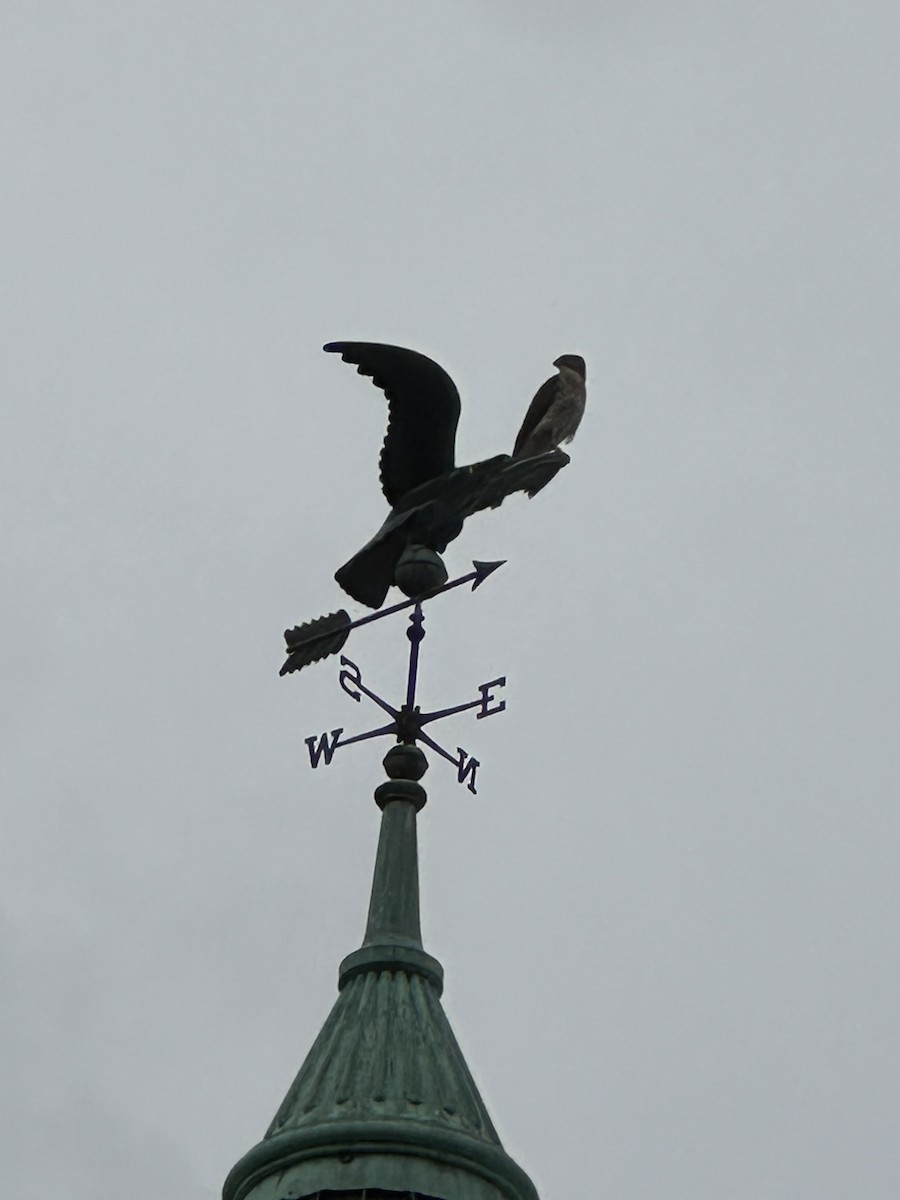 trostehauk - ML644330258