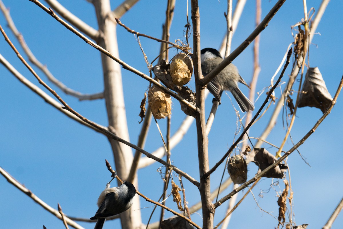 Black-capped Chickadee - ML644330265