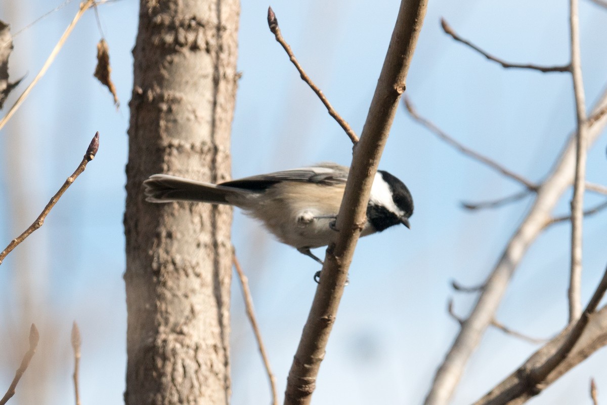Black-capped Chickadee - ML644330268