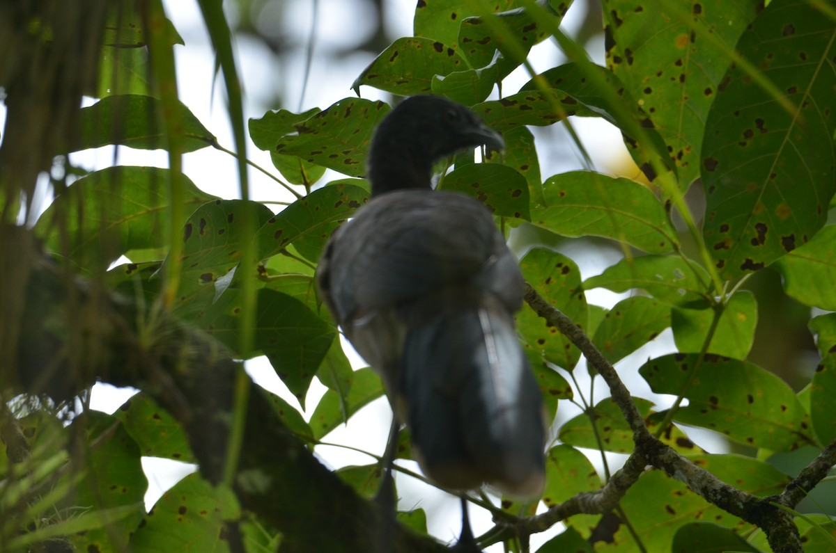 gråhodehokko - ML644330269