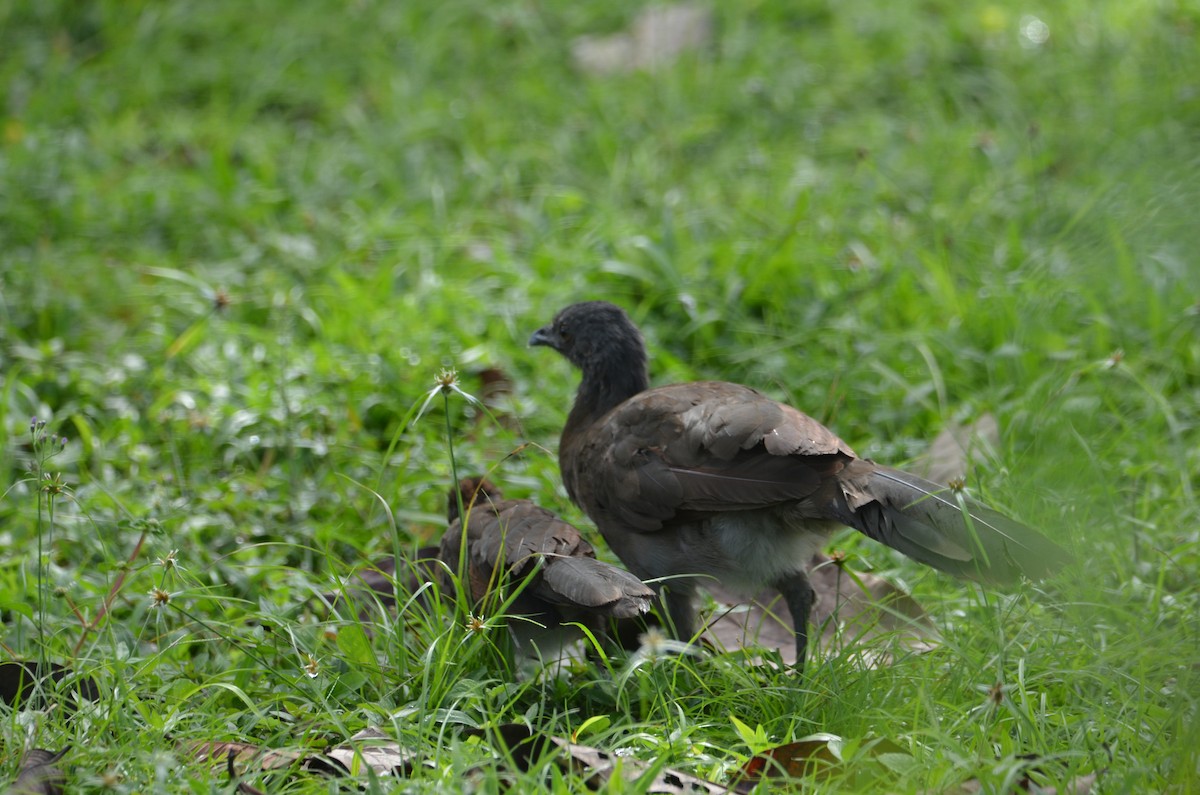 gråhodehokko - ML644330270