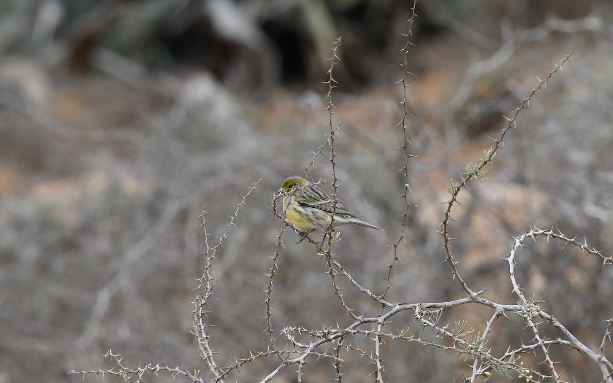 Serin des Canaries - ML644330271