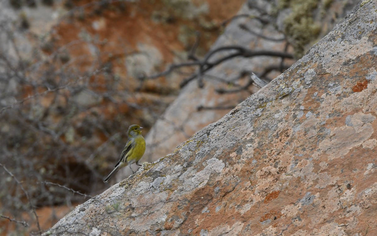 Serin des Canaries - ML644330272