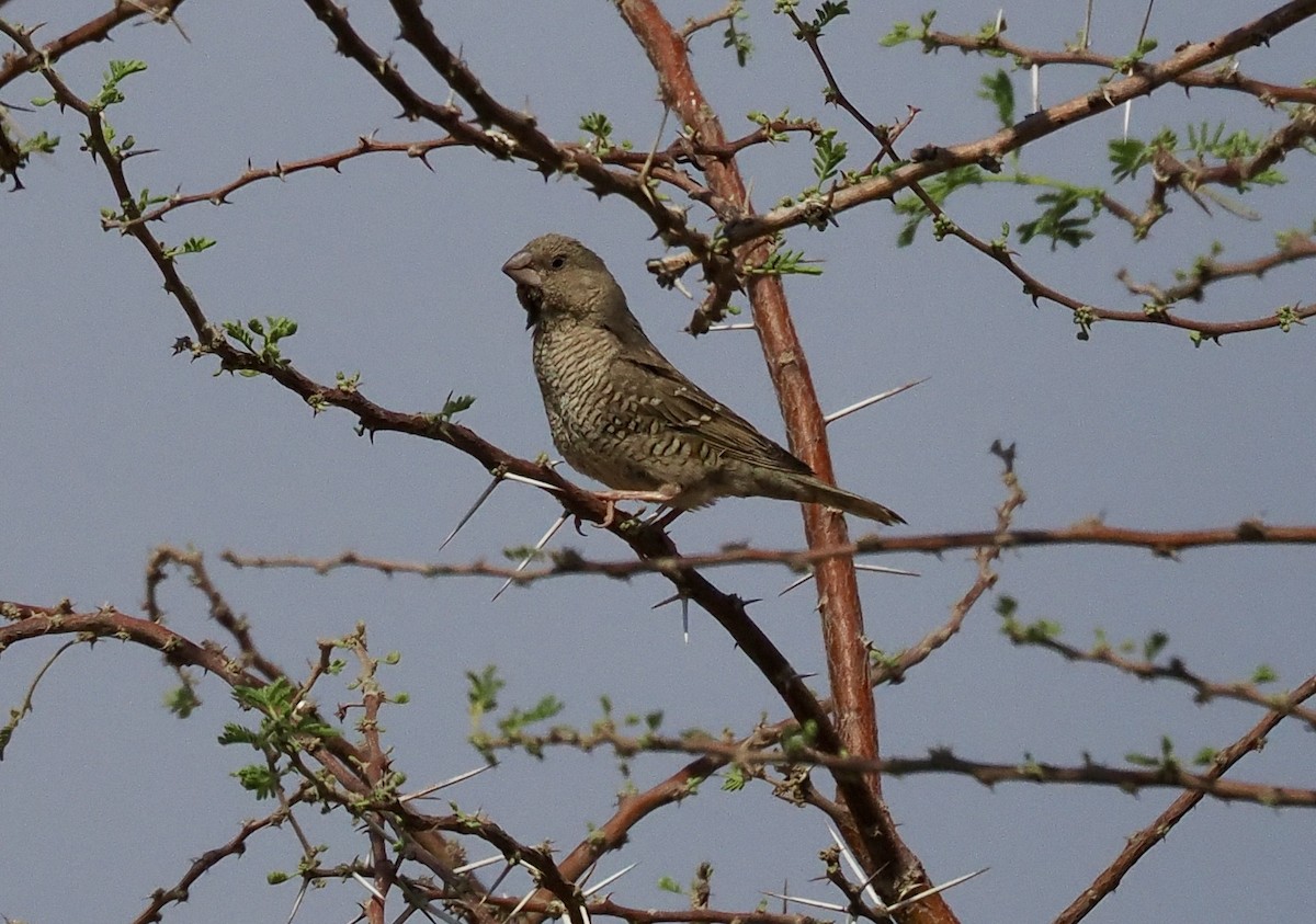 Red-headed Finch - ML644330278