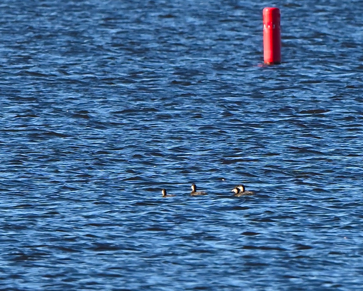 Black Scoter - ML644330281