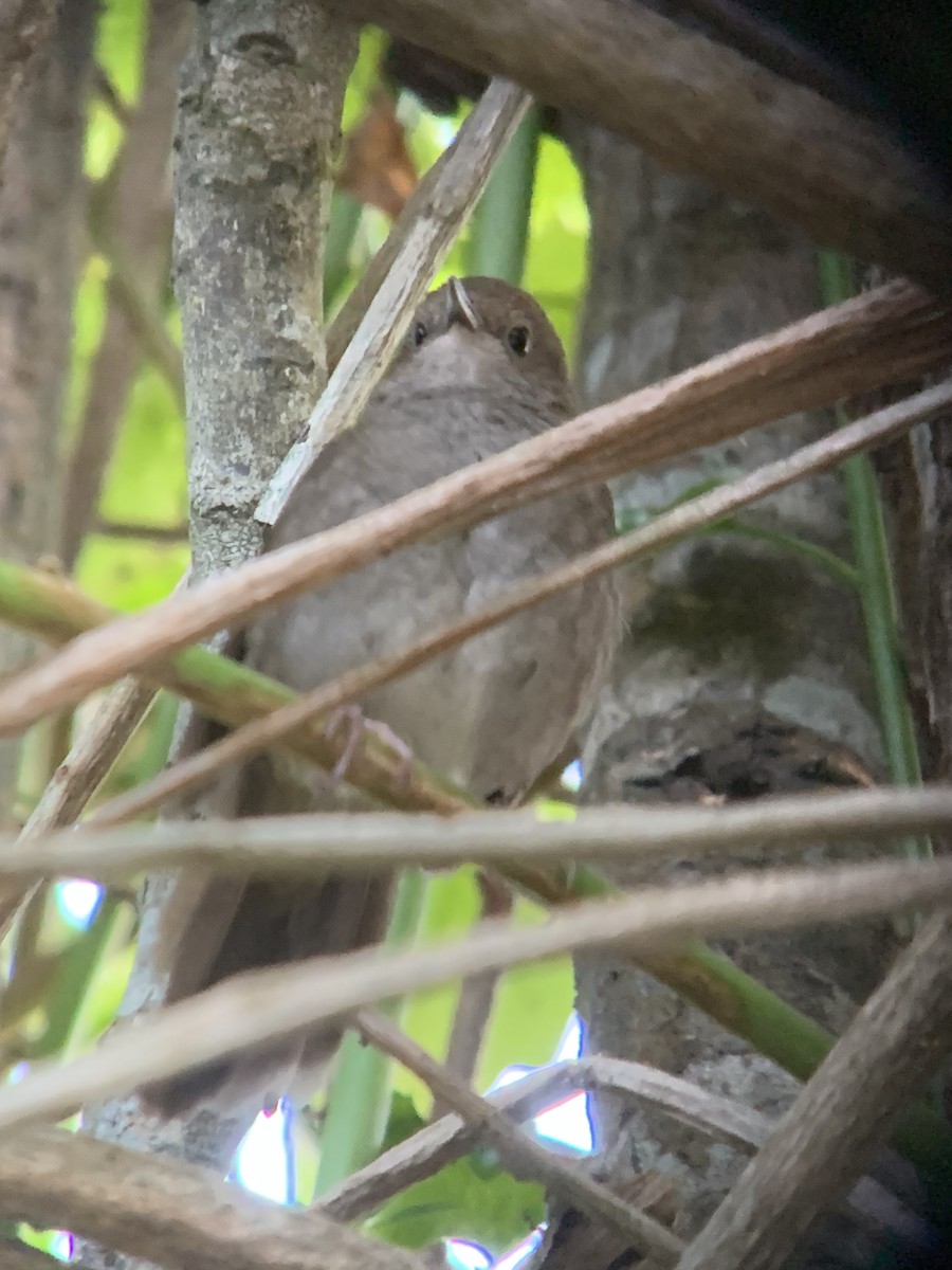 Knysna Warbler - ML644330290