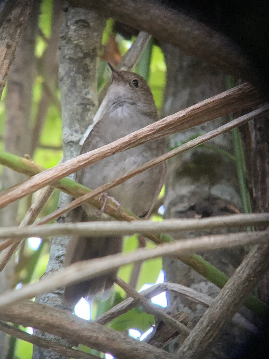 Knysna Warbler - ML644330292