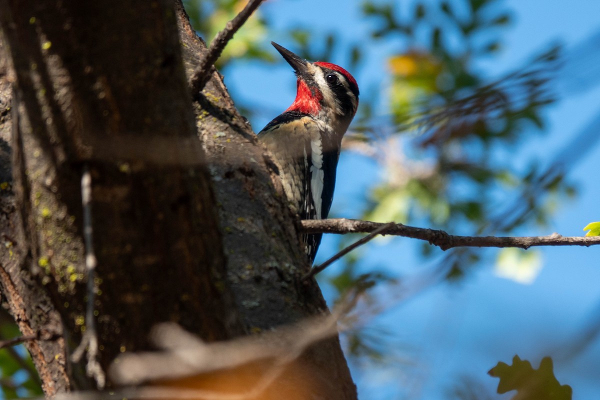 Rotnacken-Saftlecker - ML644330296