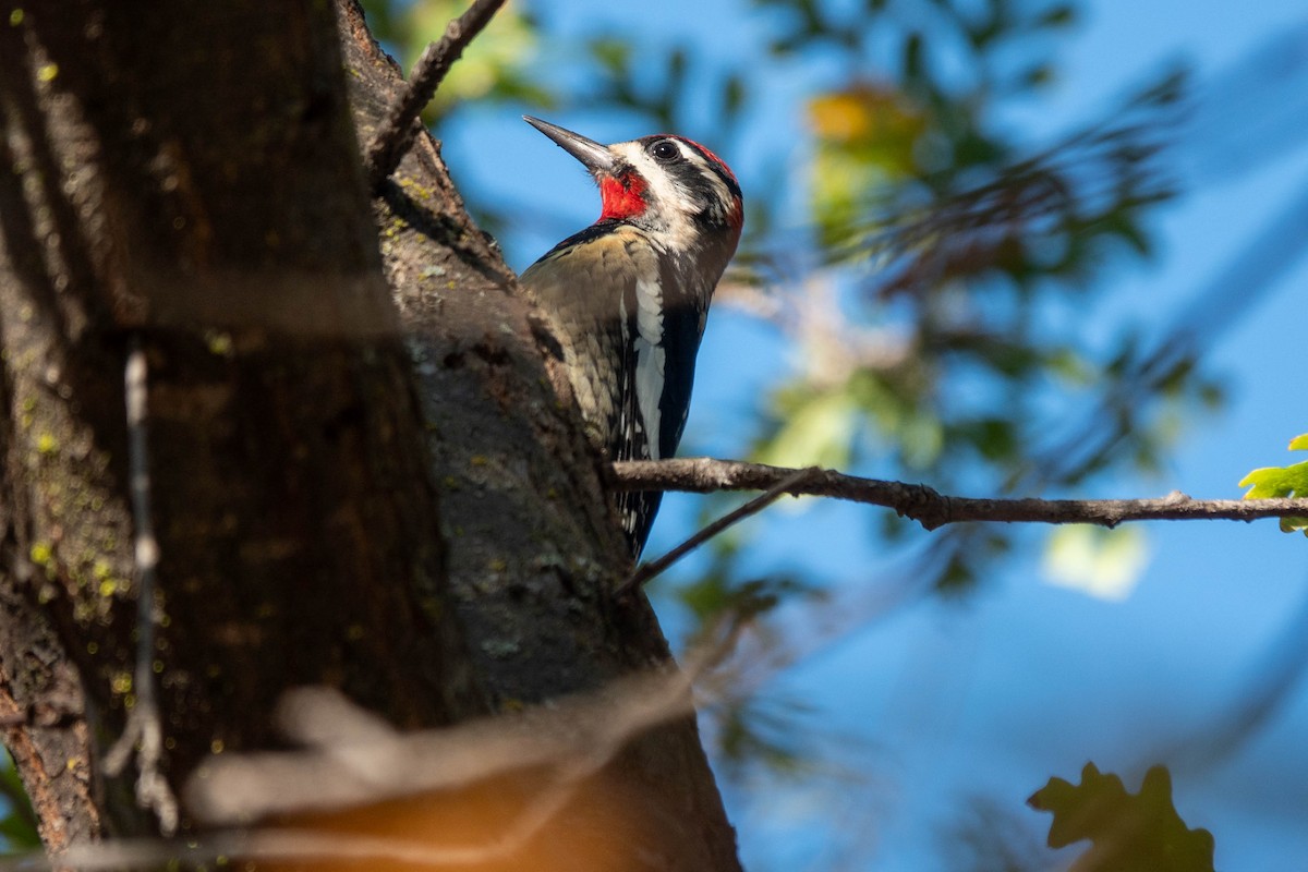 Rotnacken-Saftlecker - ML644330297