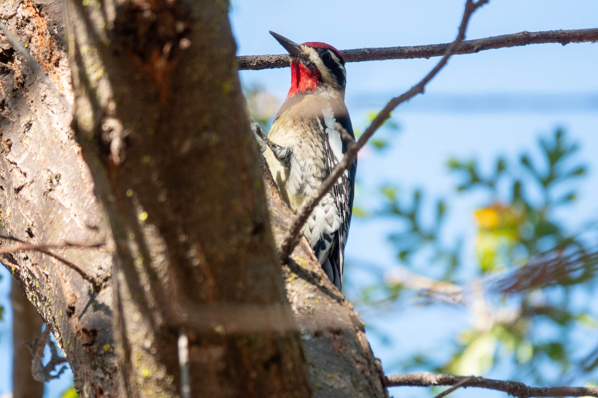 Rotnacken-Saftlecker - ML644330298