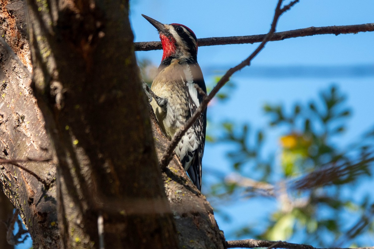 Rotnacken-Saftlecker - ML644330299