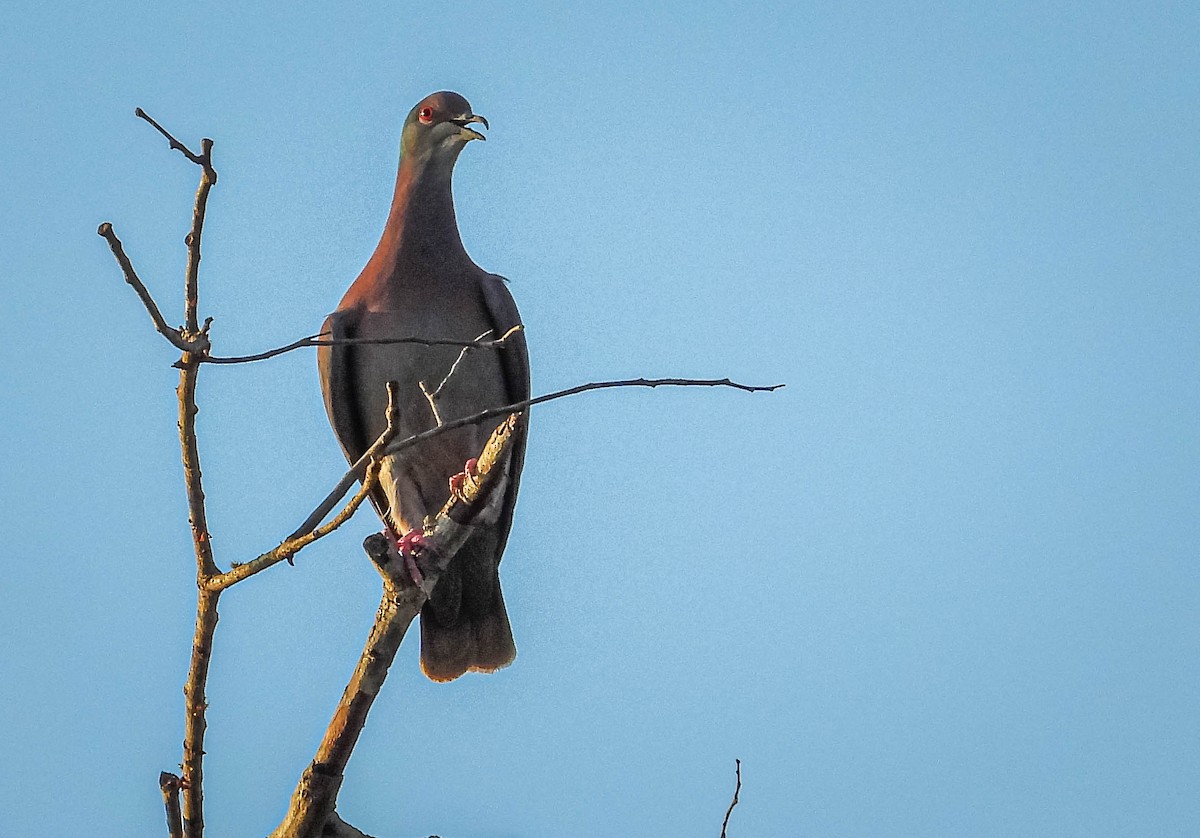 Pale-vented Pigeon - ML644330301