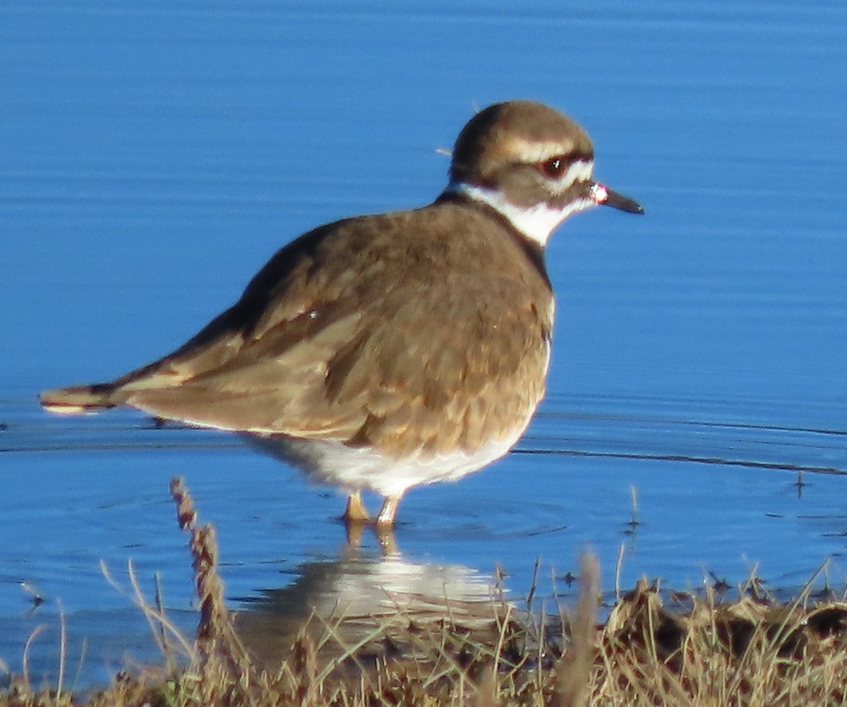 Killdeer - ML644330303