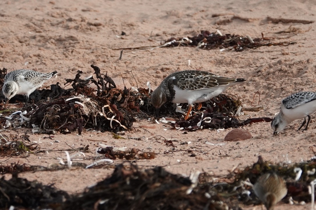 Tournepierre à collier - ML644330310