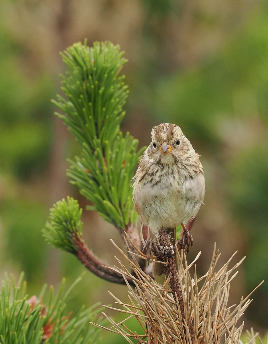 White-crowned Sparrow - ML644330311