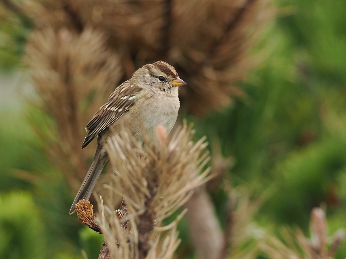 White-crowned Sparrow - ML644330312