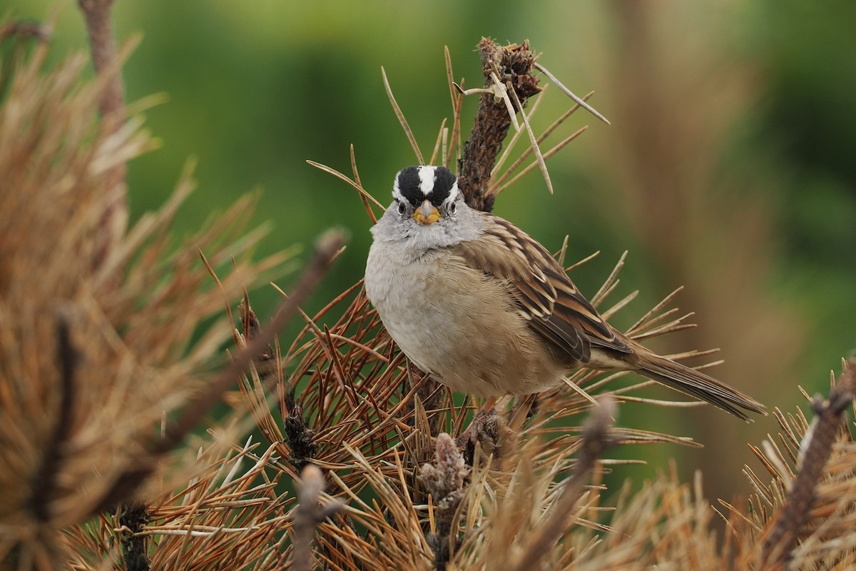 White-crowned Sparrow - ML644330313