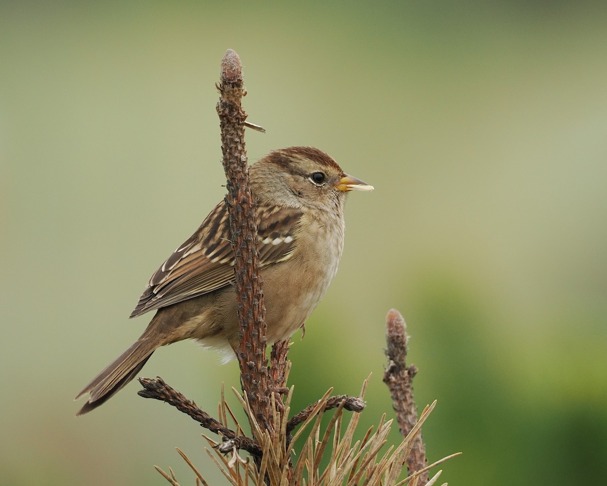White-crowned Sparrow - ML644330314