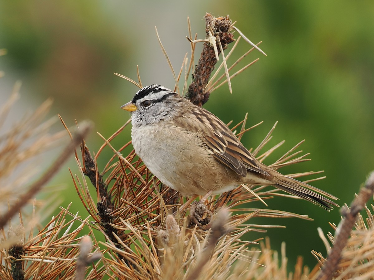 White-crowned Sparrow - ML644330315