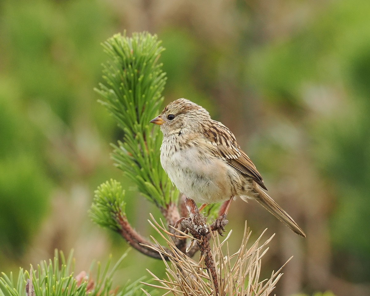 White-crowned Sparrow - ML644330316