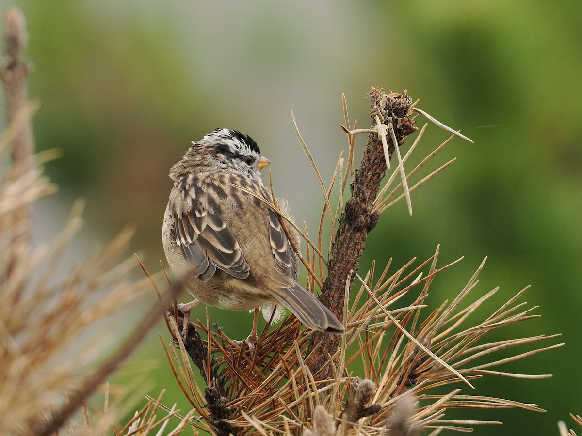 White-crowned Sparrow - ML644330317
