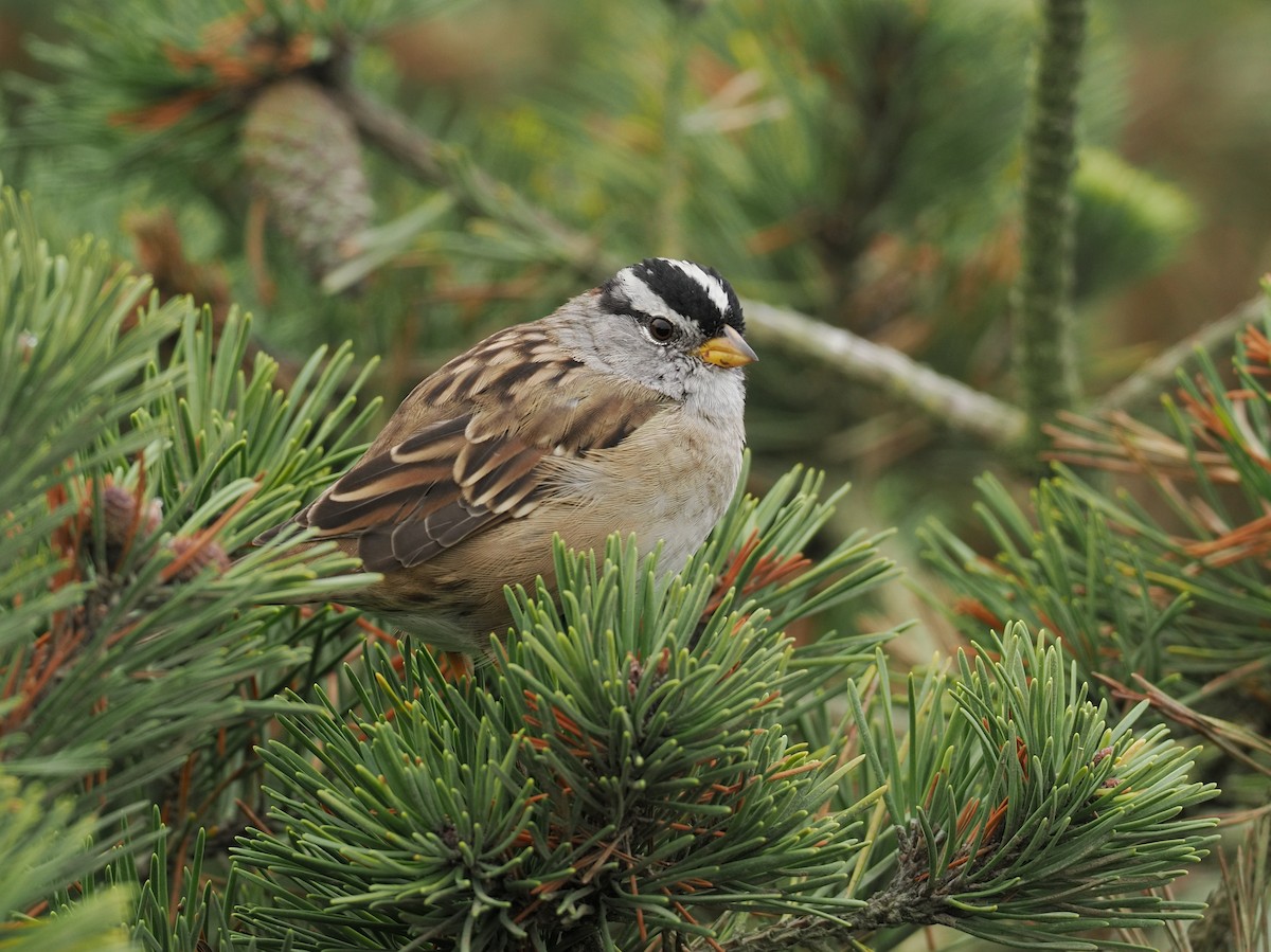 White-crowned Sparrow - ML644330318