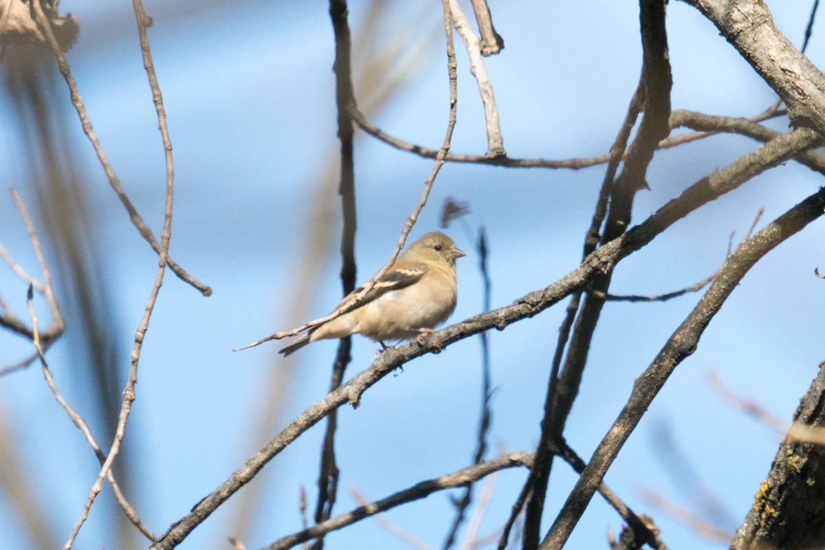 gulstillits - ML644330327