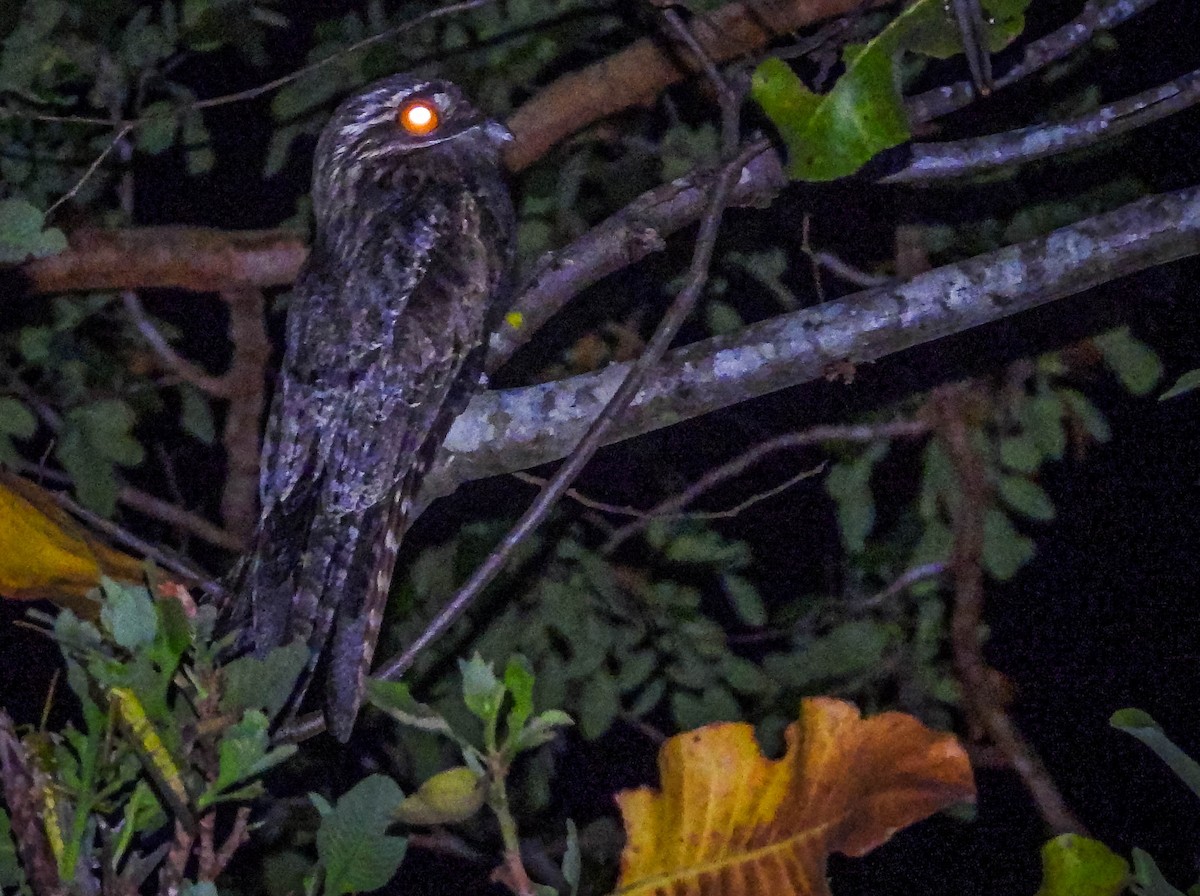 Ibijau gris - ML644330332