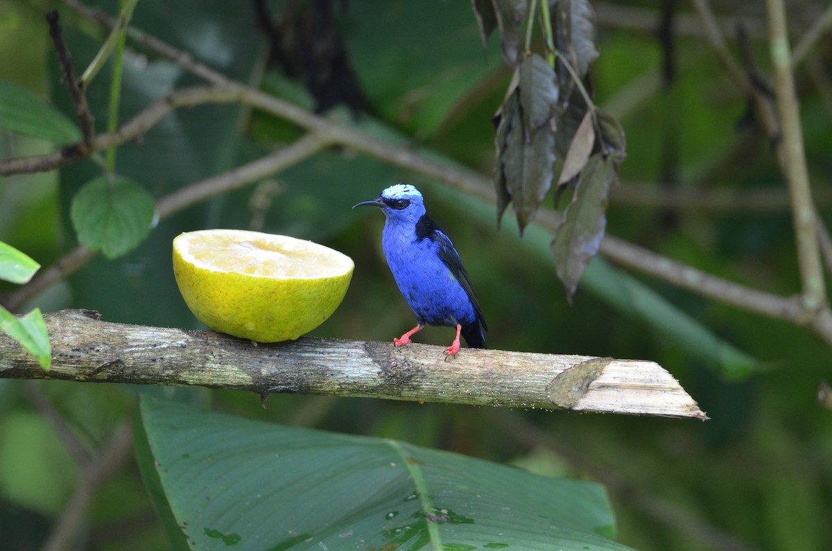 Red-legged Honeycreeper - ML644330335
