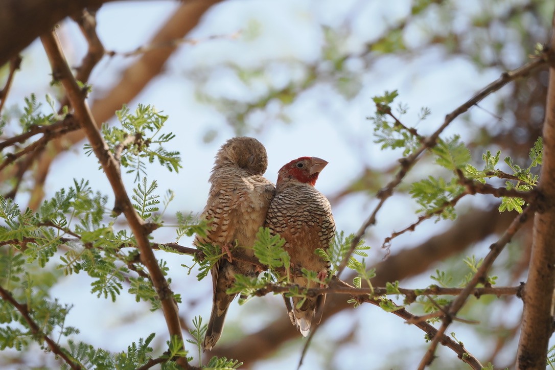 Red-headed Finch - ML644330346