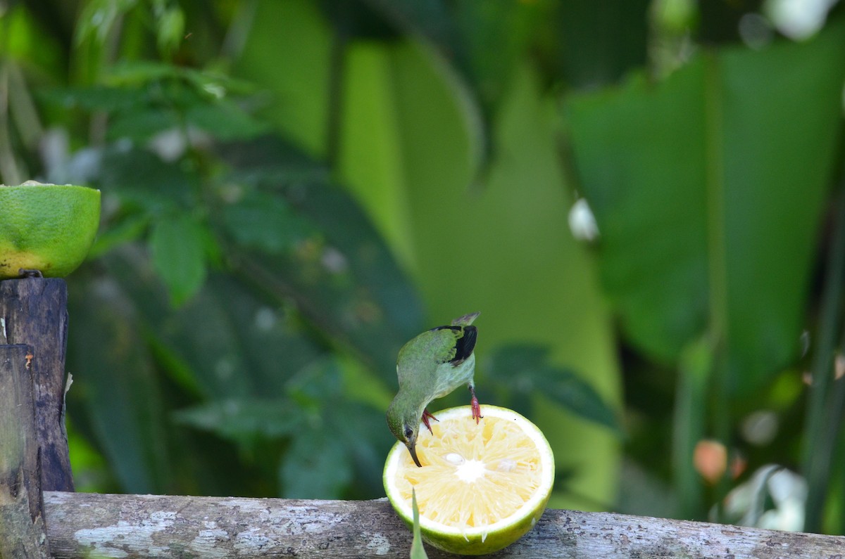 Red-legged Honeycreeper - ML644330347
