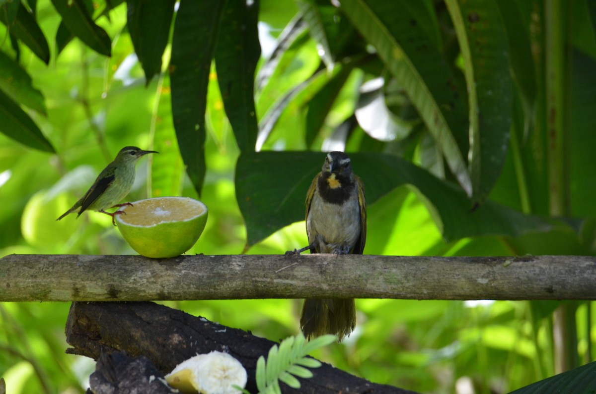 Buff-throated Saltator - ML644330361