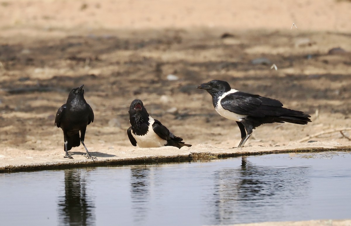 vrána černobílá - ML644330363