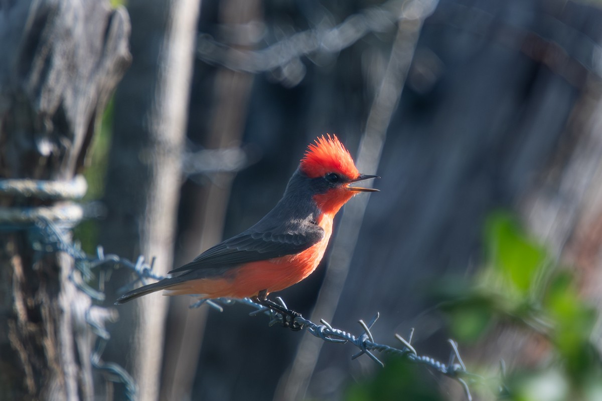 Vermilion Flycatcher (Northern) - ML644330364