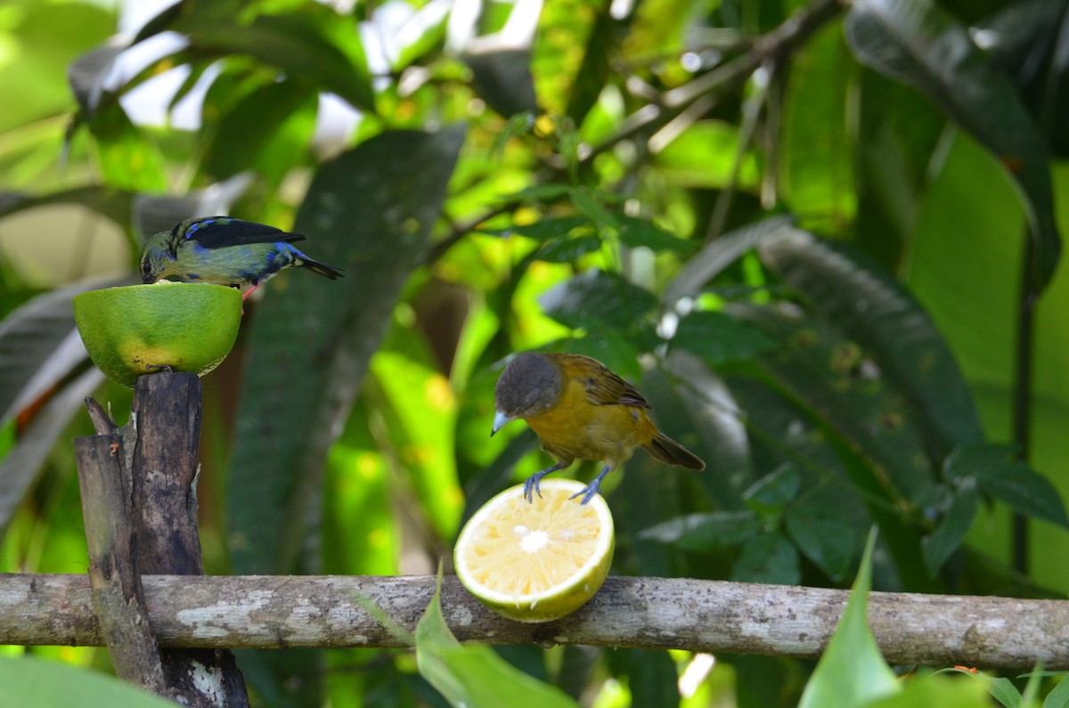 Scarlet-rumped Tanager - ML644330371
