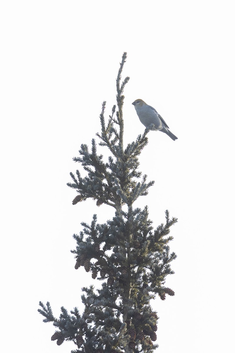 ギンザンマシコ - ML644330372