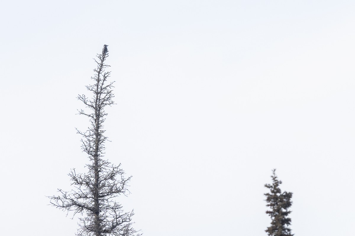 American Three-toed Woodpecker - ML644330379