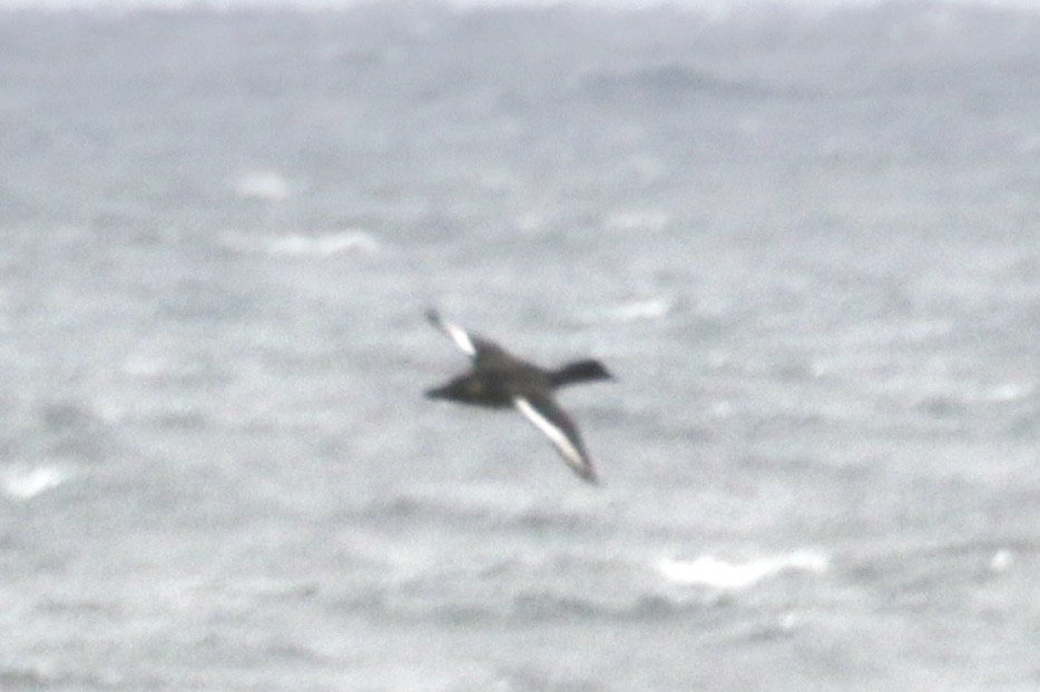 Bergente - ML644330380