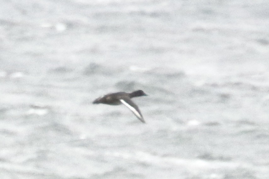 Bergente - ML644330381