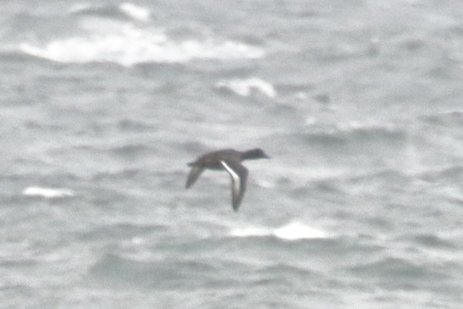 Bergente - ML644330382