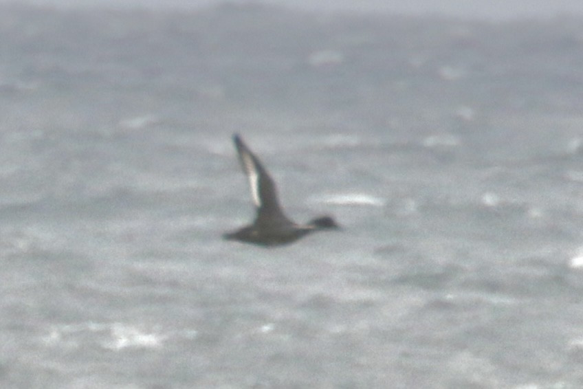 Bergente - ML644330383