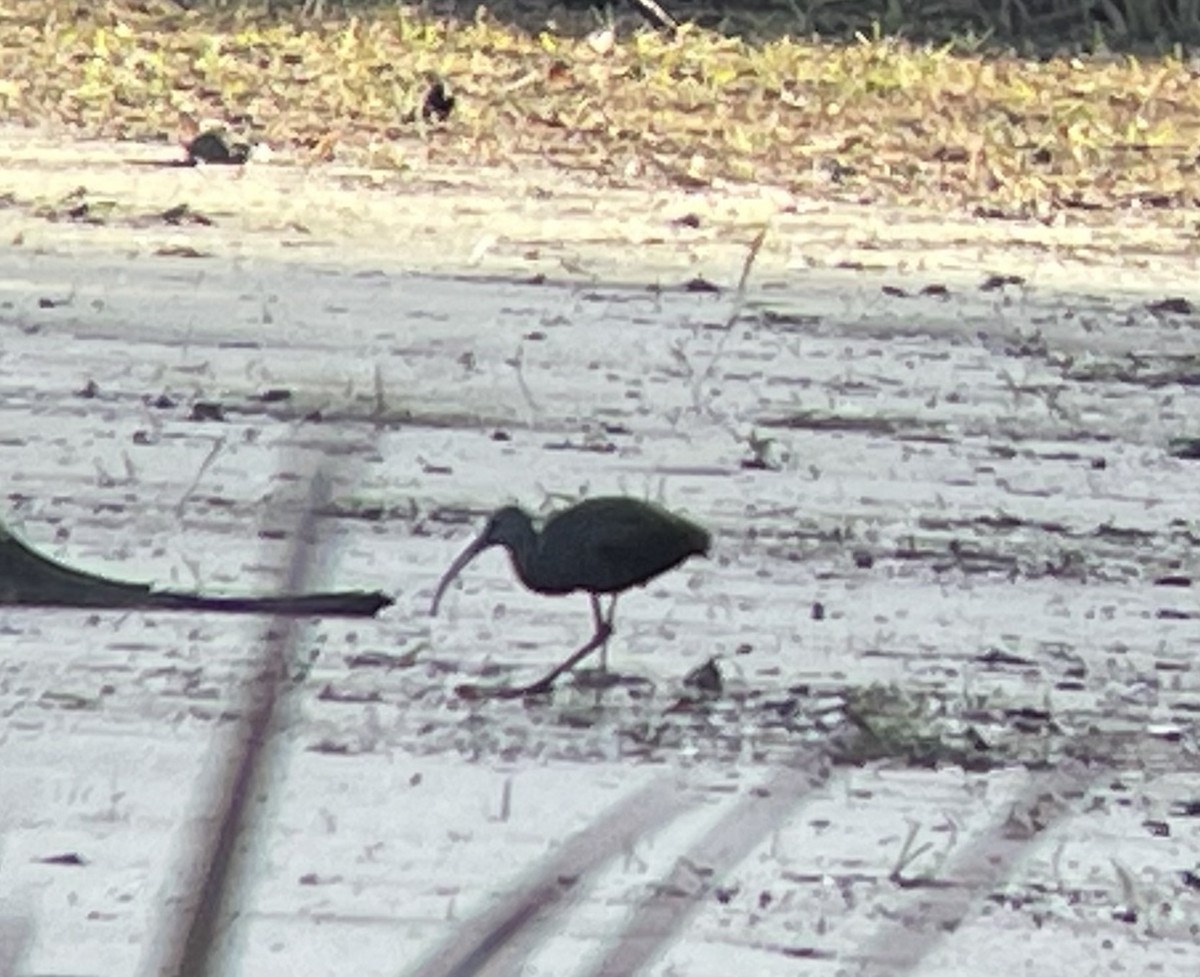 Glossy Ibis - ML644330384