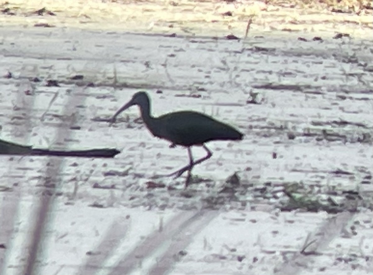 Glossy Ibis - ML644330385