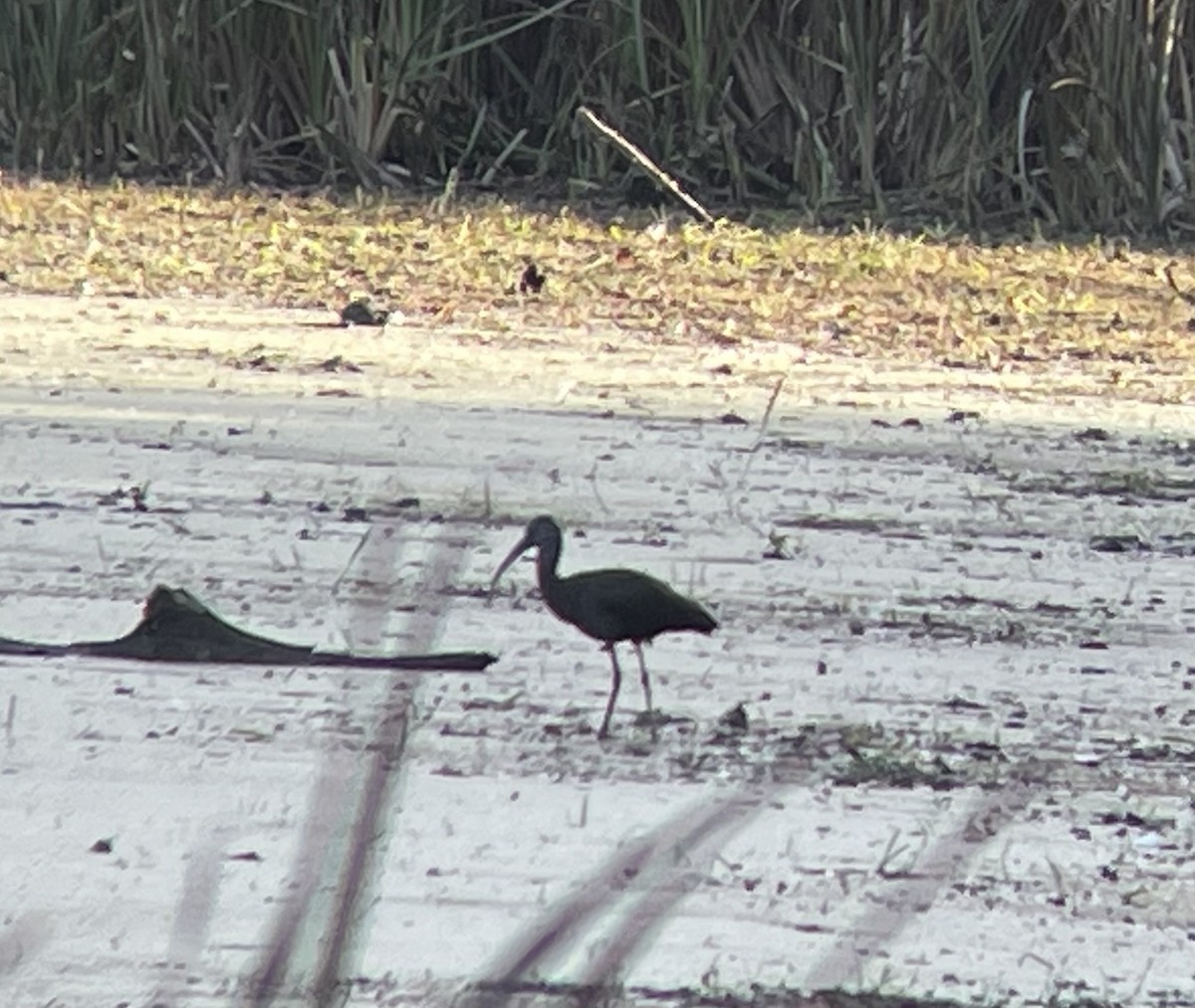 Glossy Ibis - ML644330386