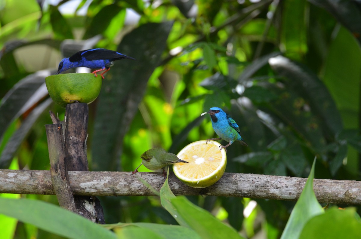 Red-legged Honeycreeper - ML644330399