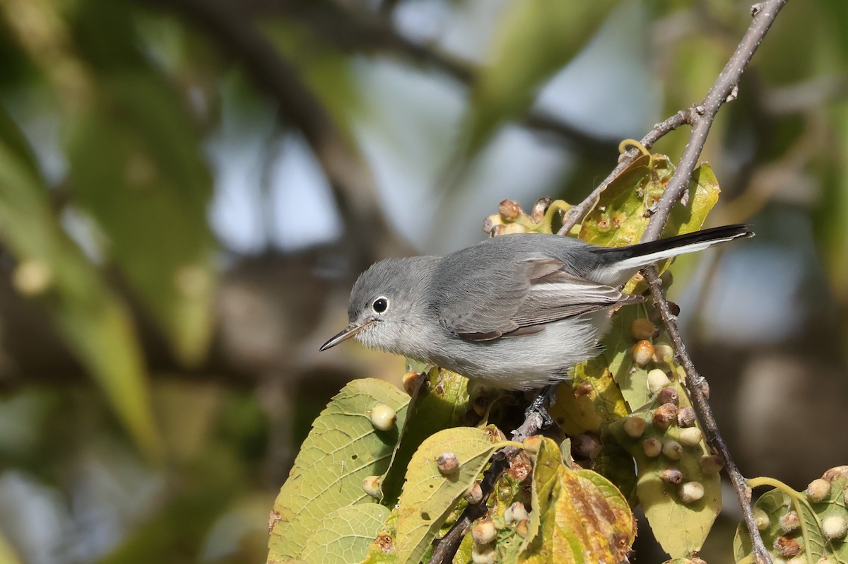 Blue-gray Gnatcatcher - ML644330406