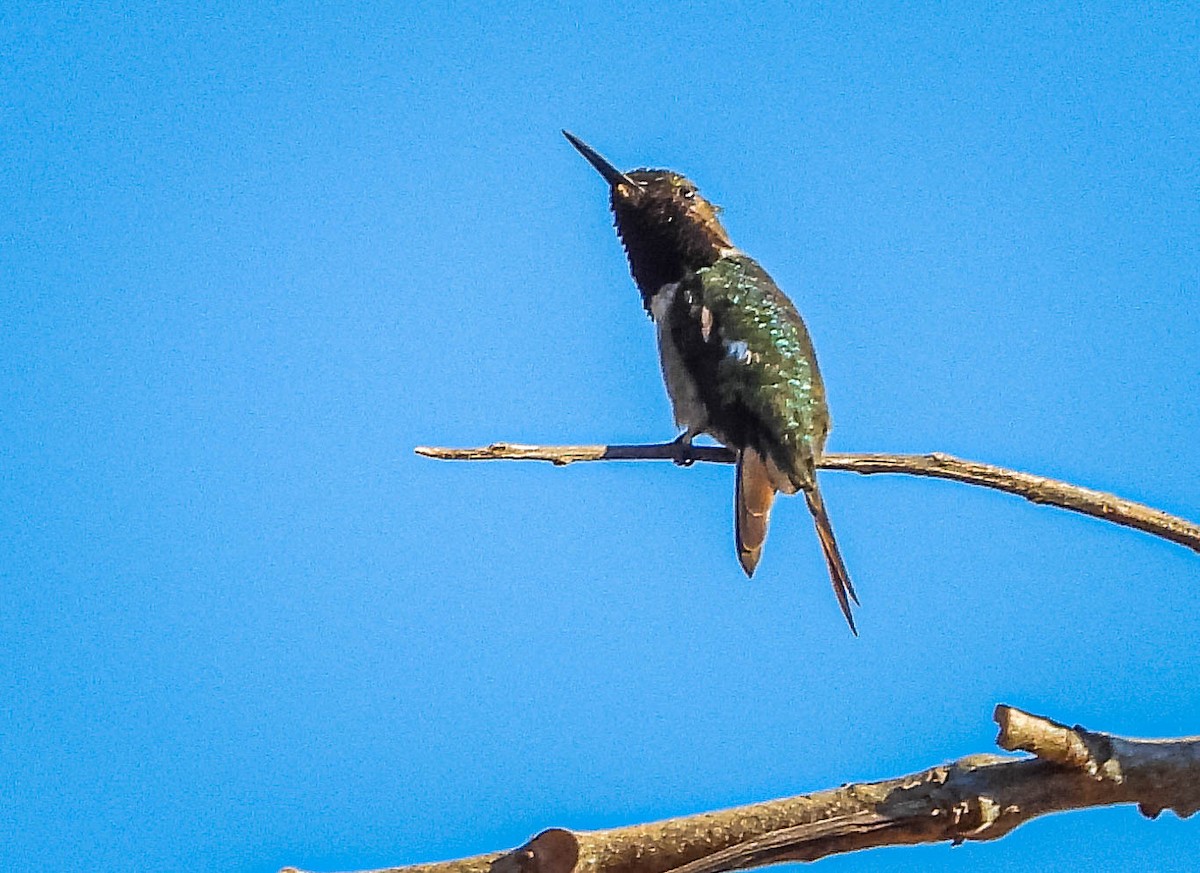 Колібрі-аметист білочеревий - ML644330408